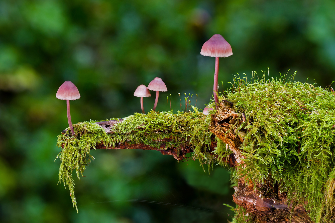 Tiny Mushrooms on the Moss